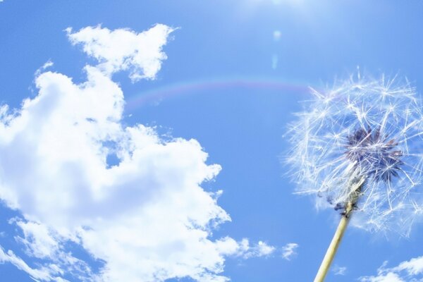 A ripe dandelion on a blue sky background