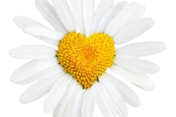 A bright daisy petal on a white background