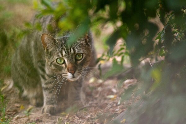 Die Katze hat sich versteckt und ist bereit anzugreifen