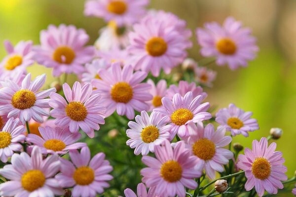 Beautiful bouquet of summer flowers