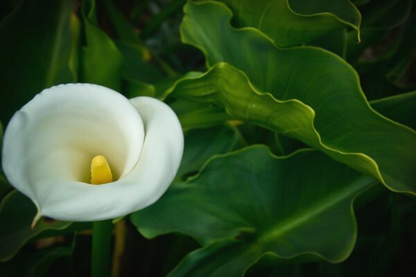 Schöne weiße Blume mit gelber Mitte