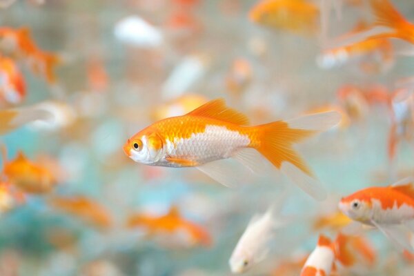 Un de la meute de poissons rouges