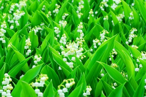 प्रकृति में सफेद फूलों की एक ग्लेड