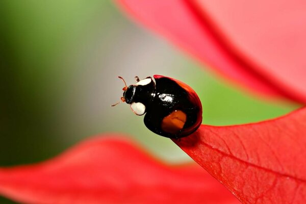 Ladybug on a red leaf