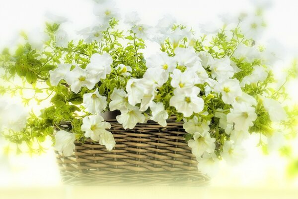 Fleurs dans un panier sur un fond flou