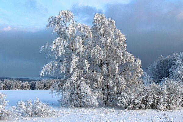 Ein Baum unter einem weißen Schneemantel