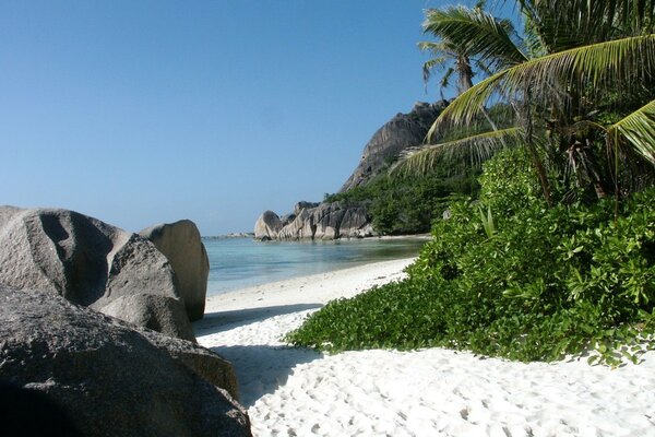 Tropical coast with white sand