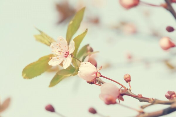 Cherry blossom in nature under macro photography