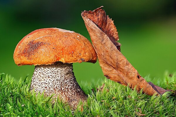 Macrosiemka de hongos en el otoño en la hierba