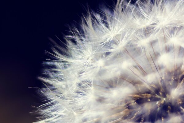 Macro photography of a fluffy white dandelion