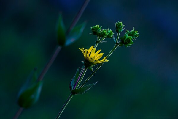 Fotografía macro de flores secas. Diente De León, Madre