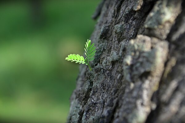 Fotografía macro de la naturaleza al aire libre