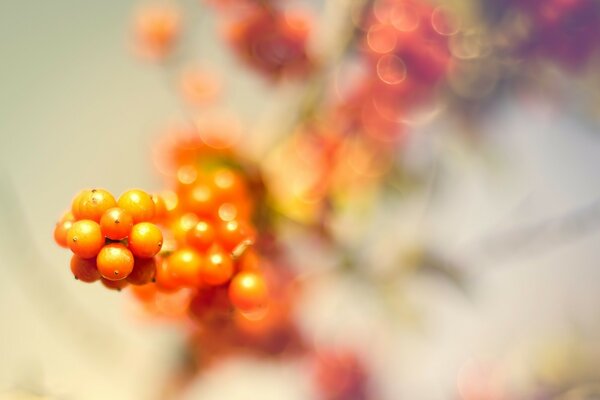 Beeren Makro unscharfer Hintergrund