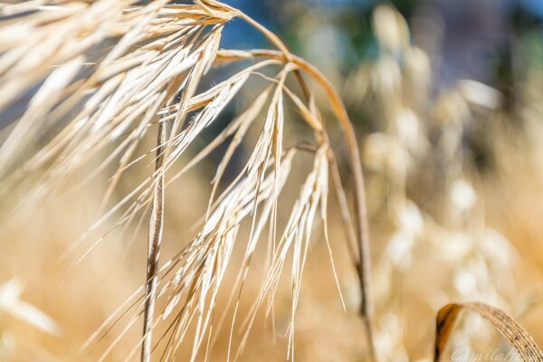 Macro photography of cereal crops