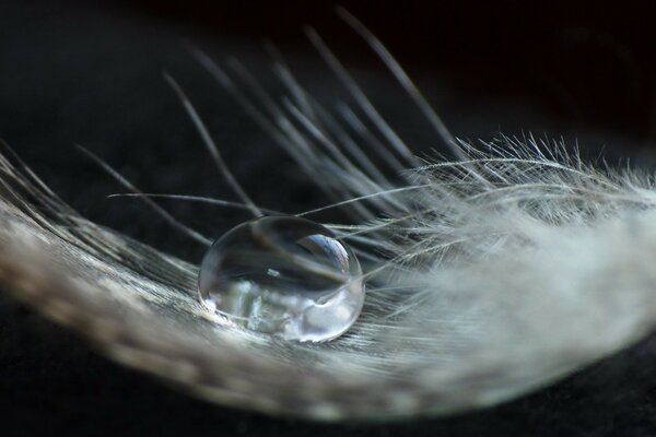 Une goutte d eau sur une plume d oiseau