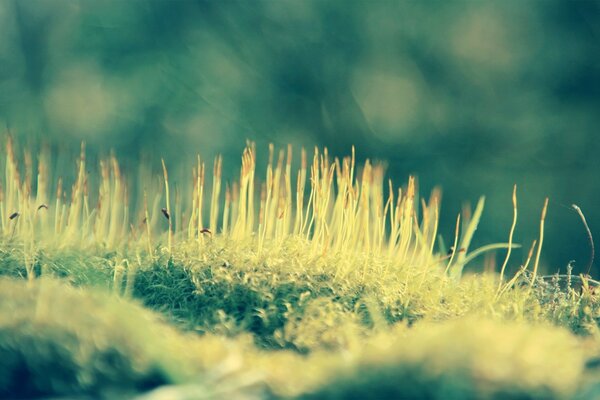 Gras auf dem Feld Nahaufnahme