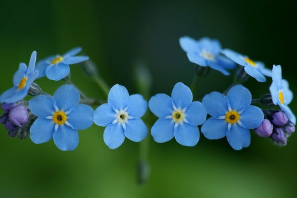 Blooming blue flower petals