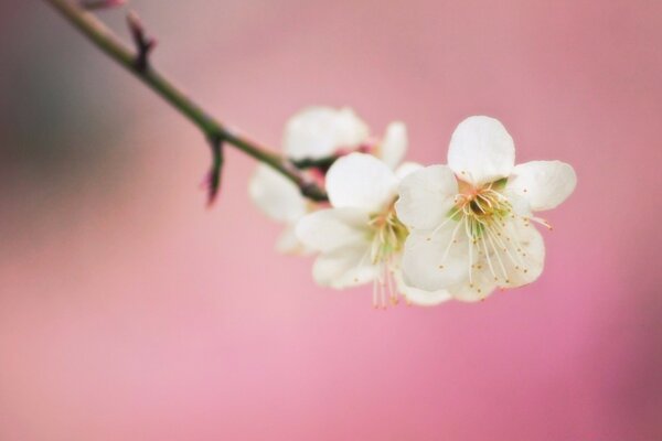 Pommier en fleurs sur fond rose