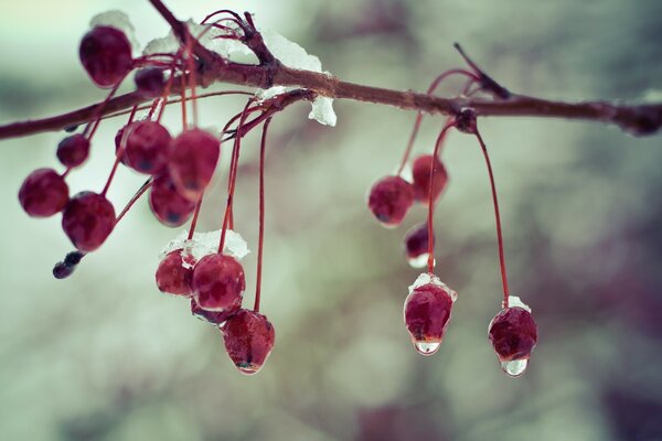 Beeren im Schnee verschwommener Hintergrund