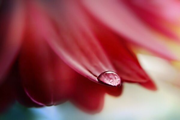 A bright flower. A drop on the tip of a petal