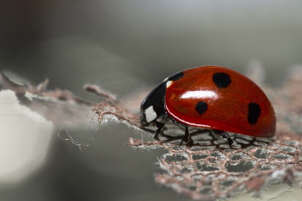 Ladybug crawling macro photography