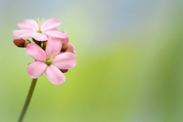 Rosa würzige Jatropha Blume