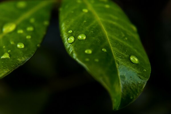 Macro di pioggia caduta su una foglia