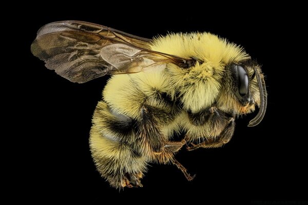 Makro Bienen schwarzer Hintergrund