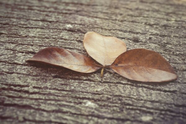 Feuille d automne de couleur brune se trouve sur une planche de bois