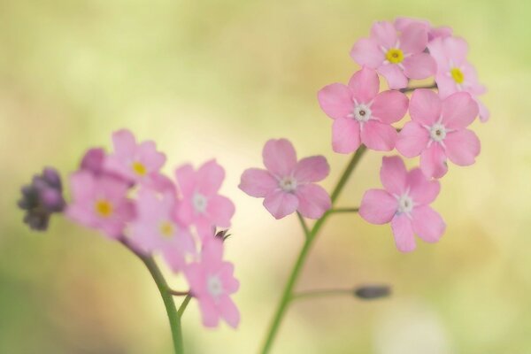 Spring tenderness of pink flowers