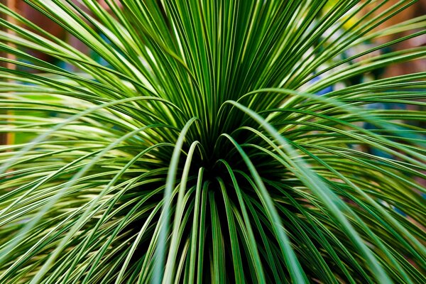 Buisson d herbe d été lumineux