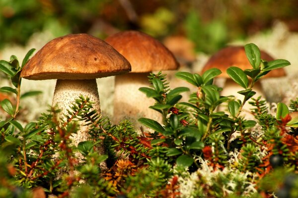 A few porcini mushrooms in the grass