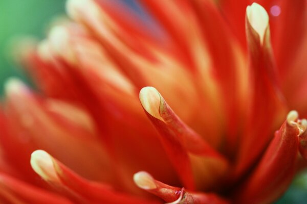 Fotografía macro de la flor roja