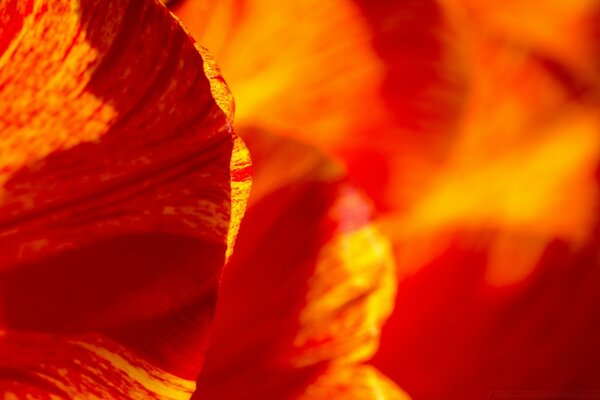 Foglia del fiore di colore luminoso