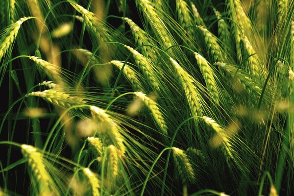 Le spighe di grano crescono nel campo