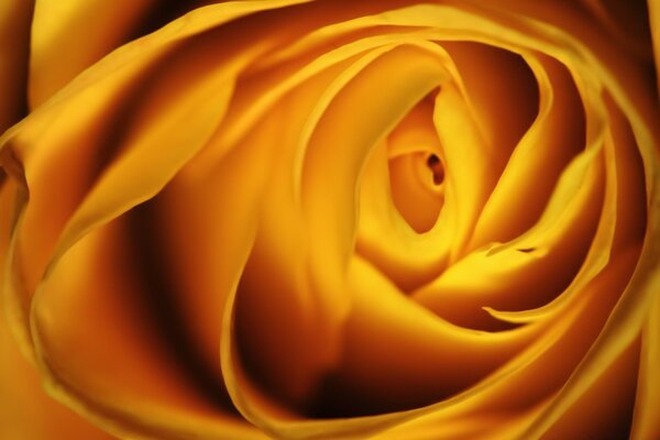 Macro photography. Love and a gentle rose