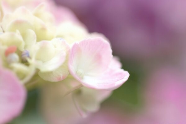 Macro d hortensia rose clair