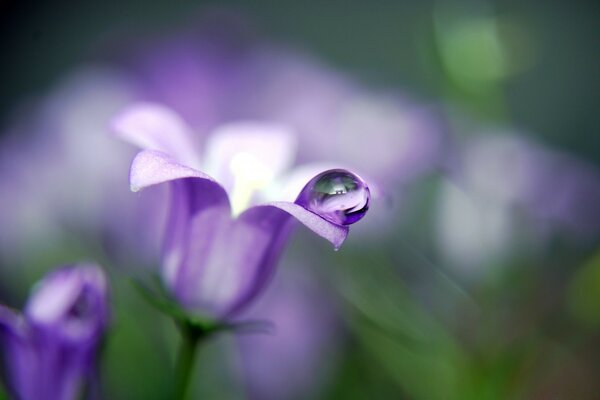 A drop of dew on the petals of a flower