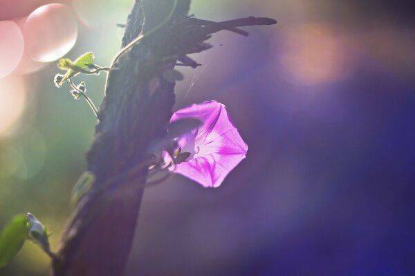 Nature. Une fleur enveloppe un arbre