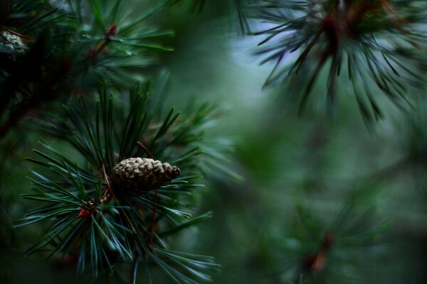 Tiro Macro de agulhas de pinho com cones