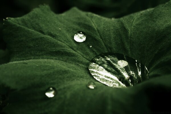 Goutte de pluie sur la feuille