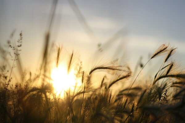 Uma imagem de espigas de milho no fundo do pôr-do-sol