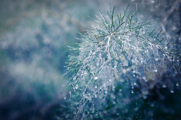 A branch of a plant covered with frost