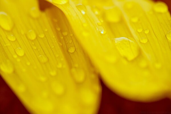 Transparent drops on yellow petals