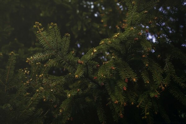 Coniferous tree grows in the forest