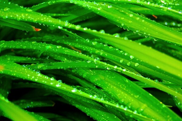 Gotas de lluvia en la hierba de la luz