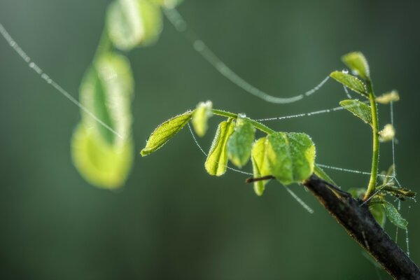 Fotografia macro della natura. Foglia in giardino