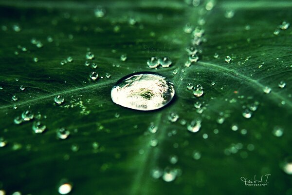 Macro di rugiada su una foglia