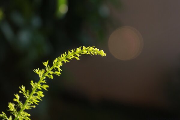 Fotografia macro. Desfocagem. Flora da natureza