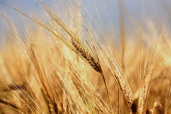 Fiocchi di grano dorati nel campo